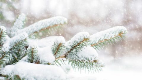 Pinheiros na floresta após uma queda de neve no inverno