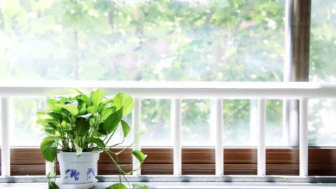 Luz solar, vaso de flores, janela