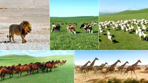 Deus criou uma variedade de animais