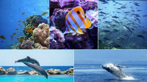 formas de vida variadas e diversas exibem a autoridade do Criador de maneiras diferentes